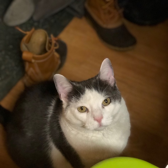 Meet your Posher, Kelsie - Picture 1 of 1